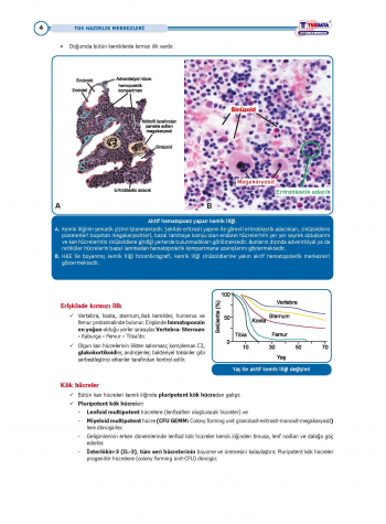 TUS Entegre Temel Hematoloji