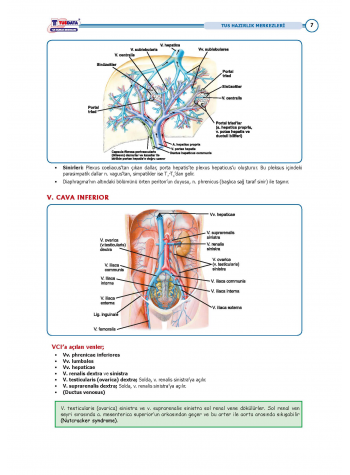 TUS Entegre Temel Hepatobiliyer Sistem