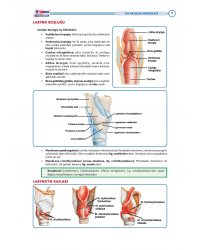TUS Entegre Temel Solunum Sistemi