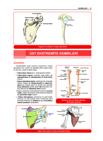 ProspekTUS ANATOMİ ( 4.Baskı ) 