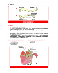 ProspekTUS ANATOMİ ( 4.Baskı ) 