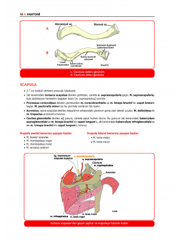 ProspekTUS ANATOMİ ( 4.Baskı ) 