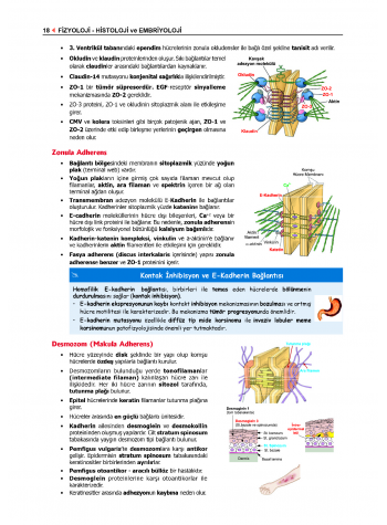 ProspekTUS Fakülte-Komite FİZYOLOJİ ProspekTUS Fakülte-Komite FİZYOLOJİ