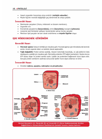 ProspekTUS PATOLOJİ Konu Kit. ( 6.Baskı )