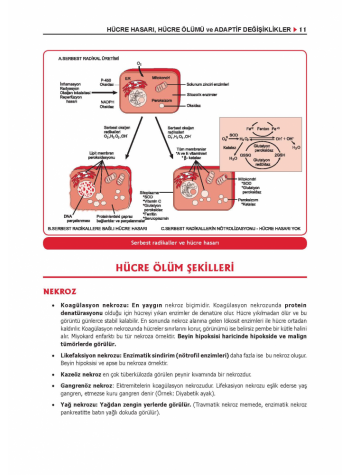 ProspekTUS PATOLOJİ Konu Kit. ( 6.Baskı )