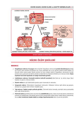 ProspekTUS PATOLOJİ Konu Kit. ( 6.Baskı )