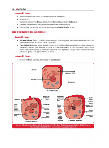 ProspekTUS PATOLOJİ Konu Kit. ( 6.Baskı )