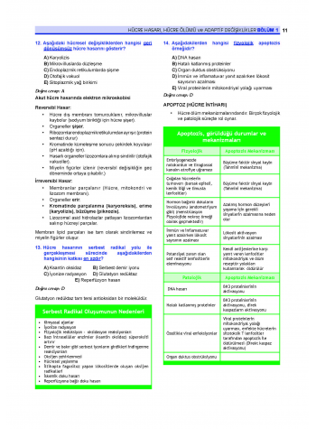 Prospektus Soruları Patoloji Prospektus Soruları Patoloji