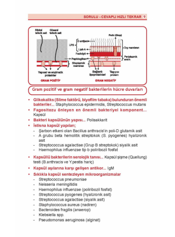 DUS Review Mikrobiyoloji