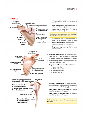 Data - Komite Anatomi ( 2.Baskı )