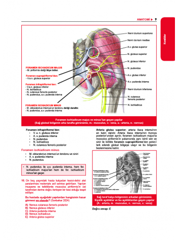 Tüm TUS Soruları ( 35.Baskı ) Anatomi