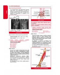 Tüm Tus Soruları ( 32.Baskı ) Anatomi