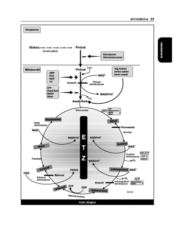 Tüm TUS Soruları ( 35.Baskı ) Biyokimya