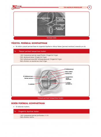 TUS Şampiyonların Notu ( 22.Baskı ) Kadın Doğum