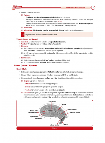 TUS Şampiyonların Notu ( 22.Baskı ) Kadın Doğum