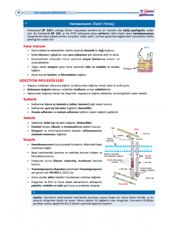 TUS Şampiyonların Notu ( 22.Baskı ) Fizyoloji