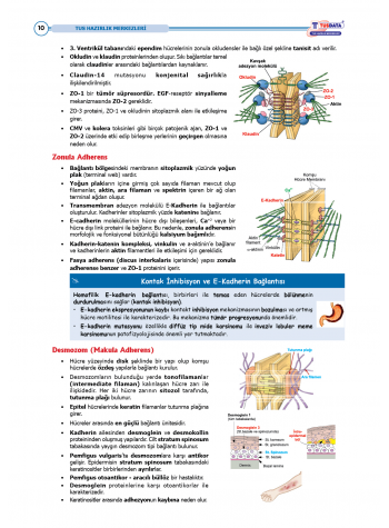 TUS Şampiyonların Notu ( 22.Baskı ) Fizyoloji