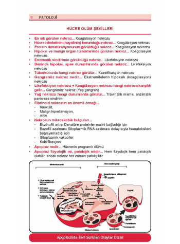 OPTİMUM REVİEW ( 8.Baskı ) PATOLOJİ